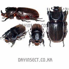 (Ceratoryctoderus candezei) 칸데제이넓적뿔장수풍뎅이 [D-88] 곤충표본, 암컷 30mm 내외, 1개