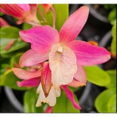 [루반정원] Den.레인보우, 1개