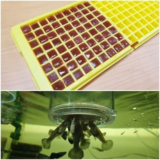 브라인슈림프 72각브라인 58g(구피밥 열대어먹이 냉동브라인쉬림프 냉브 ), 72각브라인과 브라인급여통 EQ1 6 × 6