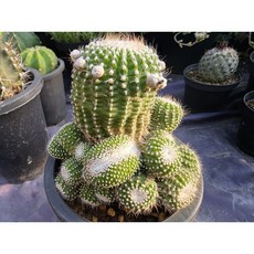 다육식물 단자소정철화8 다선농원
