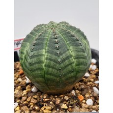 [가람다육] 오베사 실생 선인장, 1개, 오베사140