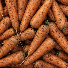 [하루100박스] 당도폭발 아삭식감 제주 구좌당근, 1박스, 3kg (상)