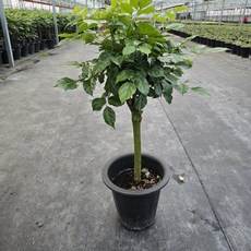 녹보수 핫도그모양 외목대 (대품) 공기정화식물 미세먼지제거 실내정화