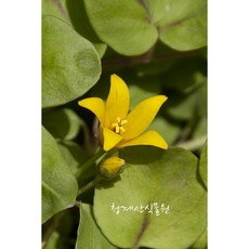 페라페로(묵은둥이), 1개