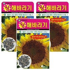 아람종묘 왕해바라기 씨앗, 3개