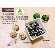 小鮮肉肉 星球屬混合種子(10粒裝) 仙人球多肉植物種子 夏季易播 台灣現貨, 1個, 新手套組(含3寸方盆+土8分滿)+種子