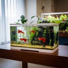 리비아쿠아 안깨지는 신소재 어항 거북이 열대어 수족관, 화이트