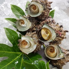 통영애찬 자연산 뿔소라2kg, 1개