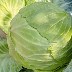제주도 양배추 국내산, 1개, 3kg