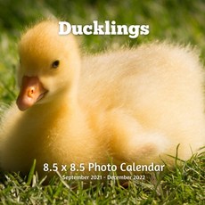 Ducklings 8.5 X 8.5 Calendar September 2021 -December 2022: Monthly Calendar with U.S./UK/ Canadian/... Paperback, Independently Published, English, 9798717435130