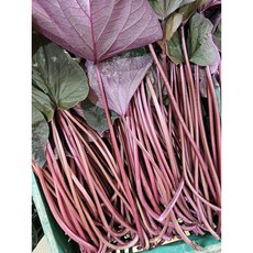 새벽수확 배송 껍질채 먹는 고구마줄기 고구마순 1kg 2kg 3kg 4kg, 생고구마줄기(잎포함)1kg, 1개
