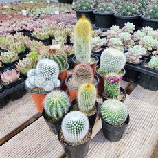 하이선이장 선인장 중복없이 발송 농장직영 이름표 영양제 무료증정, 혼합색상5cm, 5개