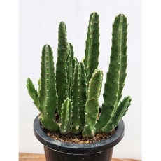 [다봉스] 우각 서우각 꽃피는선인장 특이한꽃 대형꽃 중대품 키우기 쉬운 다육 1개