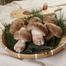 송이버섯의 향과 표고버섯의 식감을 동시에 국내산 송화버섯, 1박스, 1kg(대)