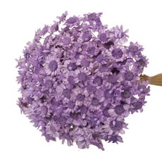 ROMANTIC NOVEMBER 永生星辰花 (150朵), 紫色