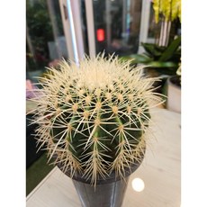 팅커벨 금전운을 불러오는 금호, 1개