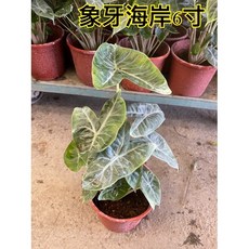 霏霏園藝象牙海岸6寸盆栽 庭院植物 美化環境 易於種植