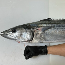 [장씨네] 6kg급이상 대삼치회 삼치회 필렛, 1개, 500g x 3