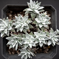 [예쁜다육 희귀다육] 한눈에 몰아보기, 1번- 중품다육 화이트그리니, 1개