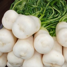 강원도아지매 깔끔하고 아삭한 절임알타리, 1박스, 10kg