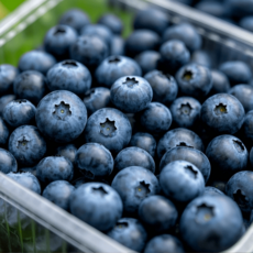 [바담신선] 신선한 칠레산 생블루베리 프리미엄 과일, 3개, 125g