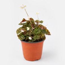 갑조네 타이거베고니아(소품), 1개, 타이거 베고니아(소품)