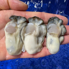 프리미업 생굴 통영굴 김장용 통영생굴 굴전, 1개, 생굴1kg