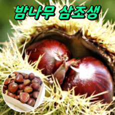 밤나무 삼조생 접목1년생 묘목, 1개, 상묘