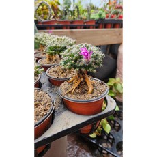 팅커벨 덴섬 5년생뿌리근상