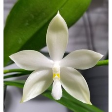 鐵爪蝴蝶蘭白花/續花性蝴蝶蘭/容易栽培/2.5吋分身 - 室內盆栽，花期持久，新手推薦