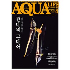 2025년 아쿠아라이프 4월호 [현대의 고대어], 단품, 단품
