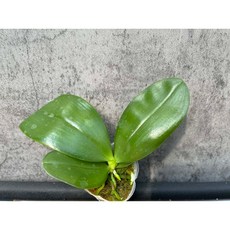 珍奇類蝴蝶蘭實生苗 1.7吋單株, 1個