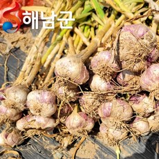 해남 햇마늘 남도마늘 대서마늘 반접 50개 대 중 소 / 마늘 통마늘, 1개, 남도마늘 반접50개 소