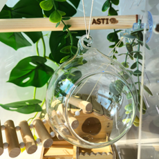 아스티렙 크레스티드 게코 도마뱀 파충류 햄스터 소동물 사육장 꾸미기 유리볼 은신처 투명, 1개, 사이즈M