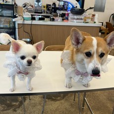 좋은 사람들 강아지 레이스 스카프 케이프 핑크 S 고양이 반다나