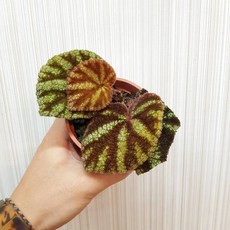 P老闆園藝 begonia kui 海棠 3吋盆, 1個
