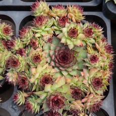 [풀멍상점] 돌스가든 바위솔 (10.16)/ 노지.월동 야생/ 선별발송 분채배송/ 방수라벨 이름표포함. 농장직접 배송