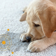 성견배변훈련 강아지대소변교육 2개월강아지배변훈련 3개월강아지배변훈련 4개월강아지배변훈련 말티푸배변훈련, 1개, 80g