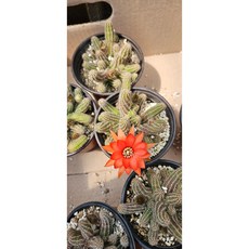 팅커벨 백단, 1개