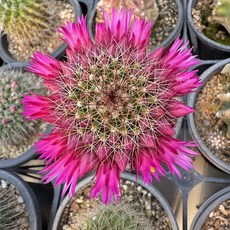 등심환 선인장 다육식물 플랜테리어 홈가드닝 공기정화식물, 단일, 1개