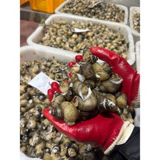 선주직송 자연산 흑고동, 1박스, 2kg (140미내외)