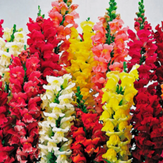 다년초사랑농원 금어초 리버티 클래식 (2포트묶음) [남부월동 다년초 다년생 야생화 꽃모종 여름꽃], 2개