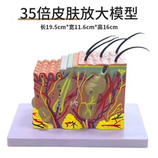 모형도 관리실 모낭 구조모형 과, A. 35x 피부 확대 모델