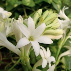 [LS 앱솔루트 오일] N25 튜베로즈 (Tuberose) 10ml, 1개, 연한노랑