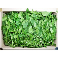 피망잎 2Kg내외, 1개