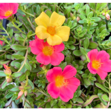 포체리카 3개세트 채송화, 3개