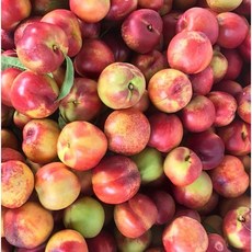 천상의맛 올해 마지막 천도 복숭아 환타지아, 1박스, 천도복숭아 환타지아 1kg