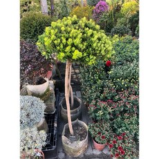 霏霏園藝短葉羅漢松棒棒盆栽 造型獨特 四季常青 特價優惠中, 樹一棵3300