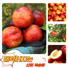 [굿피플] 꿀당도 신비복숭아 복숭아 제철신비복숭아, 1개, 신비복숭아 3kg 소과