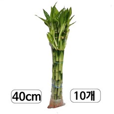 트리앤 개운죽 40cm (10p) 수경식물 공기정화 습도조절, 1개